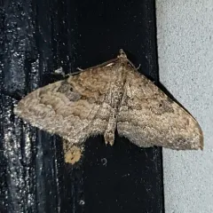 Gem Moth thumbnail 2