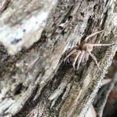 Black-bellied Burrowing Wolf Spider thumbnail 2