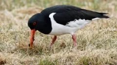 Eurasian Oystercatcher thumbnail 3