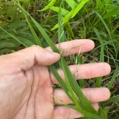 Alaska Oniongrass thumbnail 3