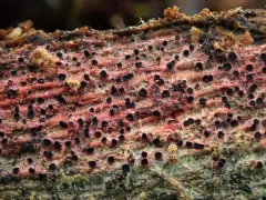 Patinellaria sanguinea thumbnail 3