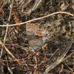 Frosted Elfin thumbnail 3