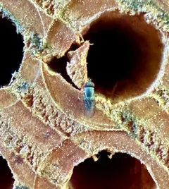 Houdini Fly thumbnail 3