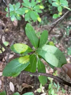 Exobasidium decolorans thumbnail 2