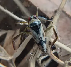 Grousewinged Backswimmer thumbnail 3