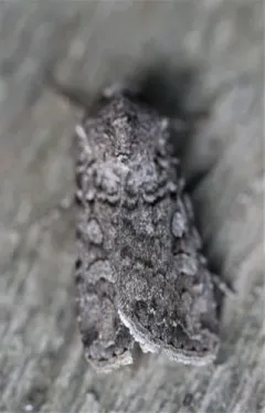 Euxoa scholastica thumbnail 4