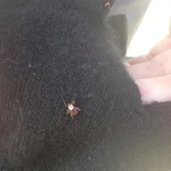 Rocky Mountain Wood Tick thumbnail 3