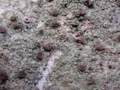 Tricolor Bacidia thumbnail 1