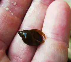 Woodland Pondsnail thumbnail 1