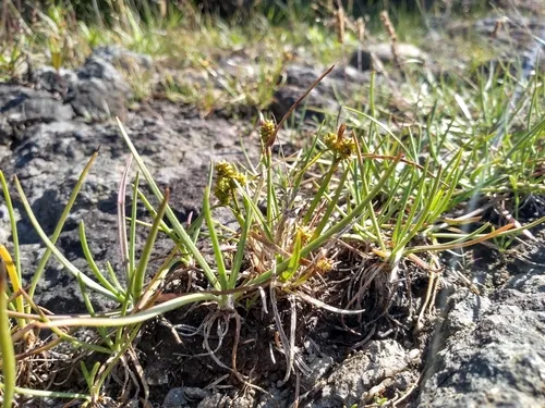 Rocky Shore Sedge