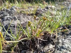 Rocky Shore Sedge thumbnail 1