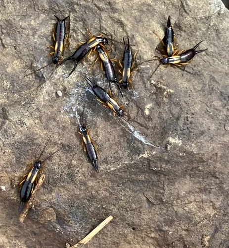 Spine-tailed Earwig