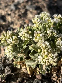 Davis' peppergrass thumbnail 4