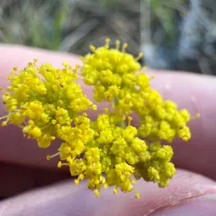 Umbrella Desert-parsley thumbnail 4