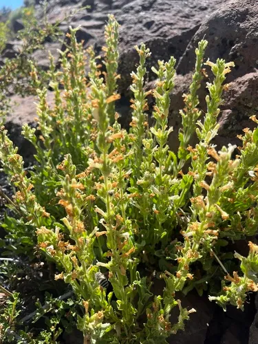 Susanville beardtongue