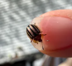 Two-banded Tortoise Beetle thumbnail 3