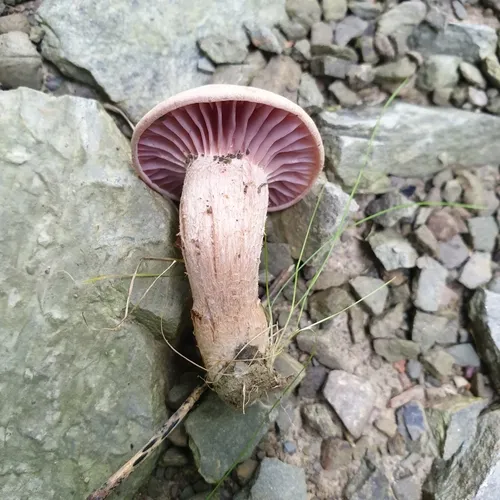 Purple-and-White Deceiver