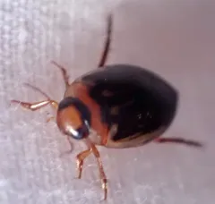 Coptotomus longulus thumbnail 3