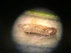 Ligurian Leafhopper thumbnail 2
