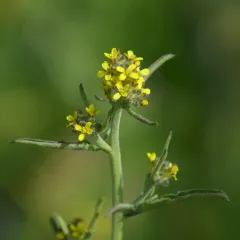 Hedge mustard thumbnail 4