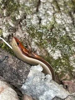 Coal Skink thumbnail 4