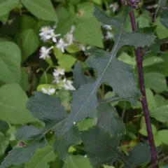 woodland lettuce thumbnail 1
