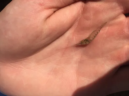 Daggerblade Grass Shrimp