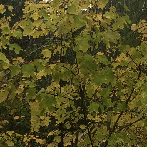 Rocky Mountain maple