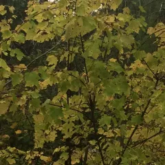 Rocky Mountain maple thumbnail 1