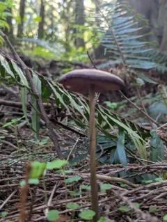 Entoloma hirtipes thumbnail 4