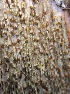 Xylographa opegraphella thumbnail 2