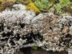 Mossbane Rim Lichen thumbnail 2