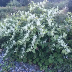Japanese knotweed thumbnail 4