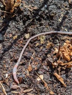 White Worm thumbnail 3
