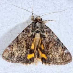 Little Underwing thumbnail 2
