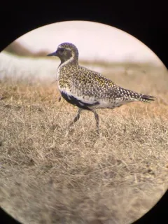 European Golden-Plover thumbnail 3
