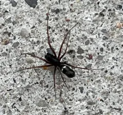 Common Threaded Sheetweaver thumbnail 3