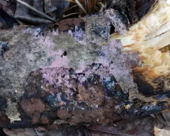 Tulasnella violea thumbnail 4