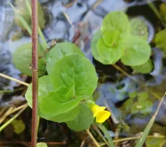 Geyer's yellow monkeyflower thumbnail 1