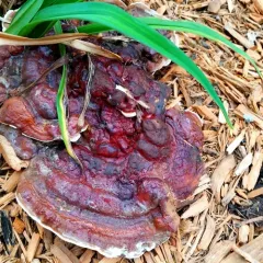 Ganoderma sessile thumbnail 2