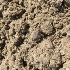 Fowler's Toad thumbnail 3