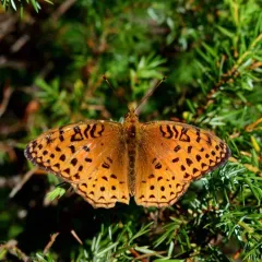 Aphrodite Fritillary thumbnail 4