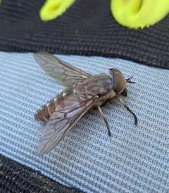 Tabanus novaescotiae thumbnail 3