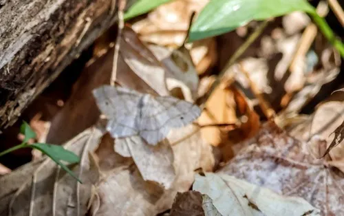 Four-spotted Angle