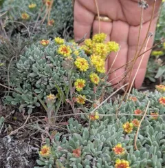 matted wild buckwheat thumbnail 1