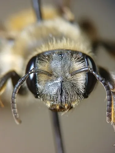 Barbara's Mining Bee