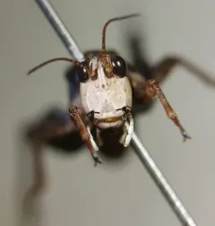 Black-sided Pygmy Grasshopper thumbnail 4