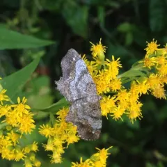One-spotted Variant thumbnail 3