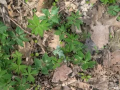 Golovinomyces hydrophyllacearum thumbnail 2