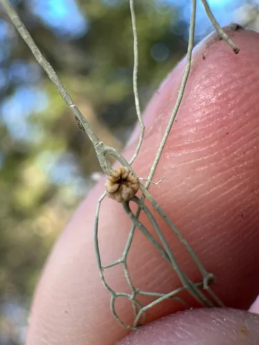Cyphobasidium usneicola